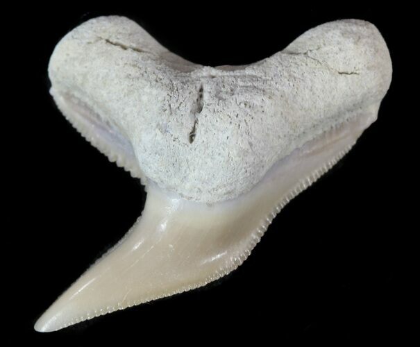 Fossil Tiger Shark Tooth - Lee Creek (Aurora), NC #47663